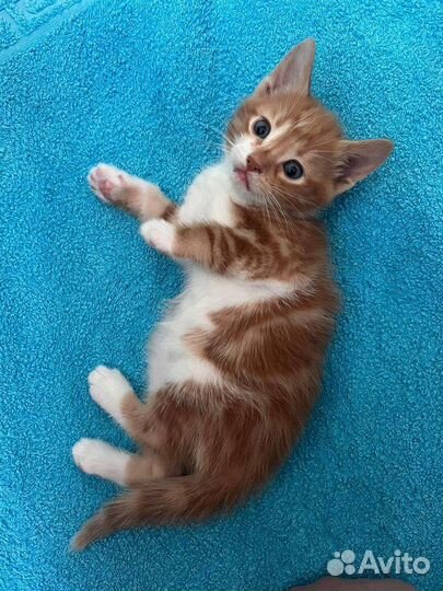 Домашние животные котята