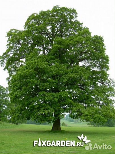 Дуб красный Высота от 300см
