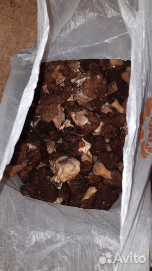 Грибы весенние