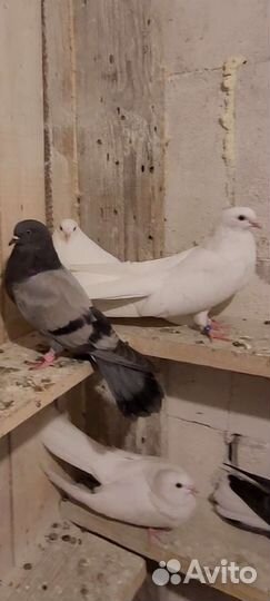Голуби