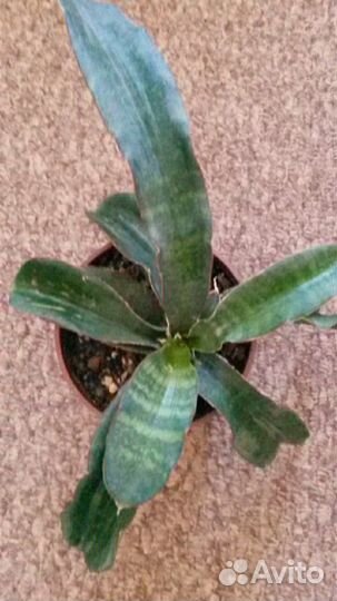 Сансевиерии сортовые