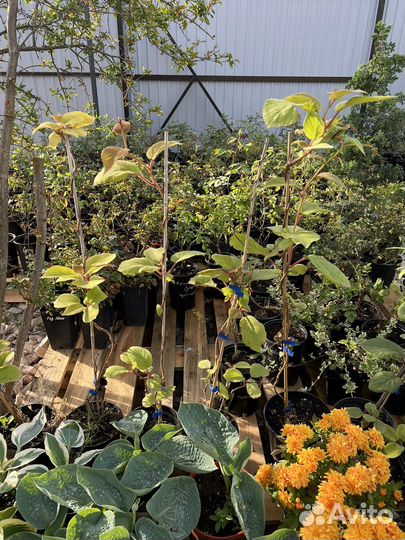 Киви мальчик и девочка