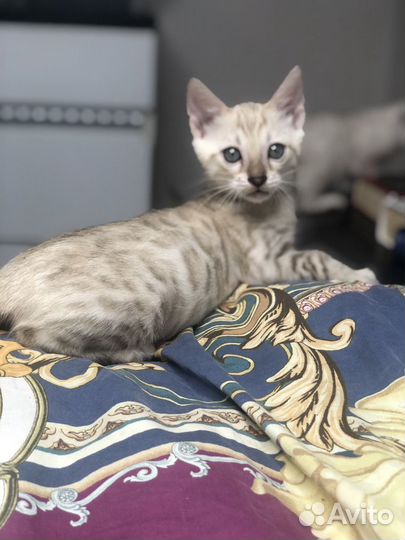 Бенгальские котята