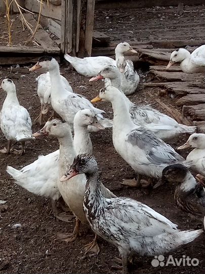 Гуси,Индоутки,Муларды