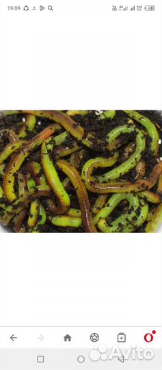 Черви для рыбалки