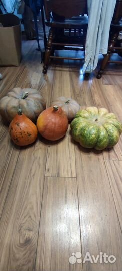 Тыква мускатная прованская и тыква керлинг