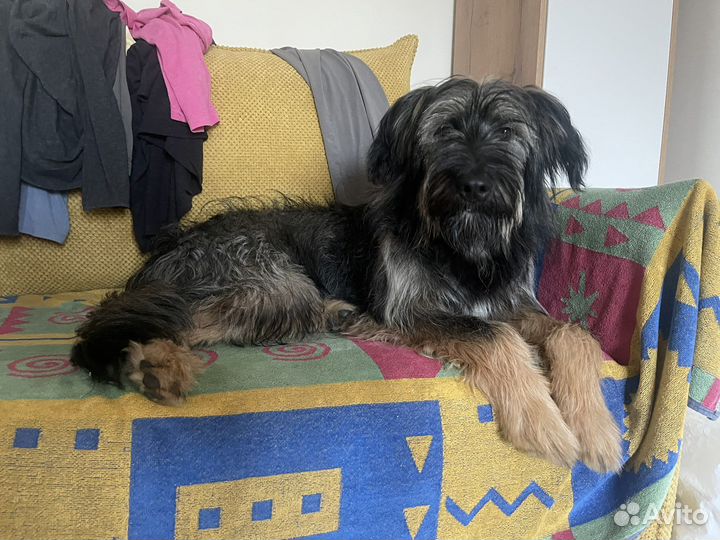 Герочка-красавица в самые лучшие руки