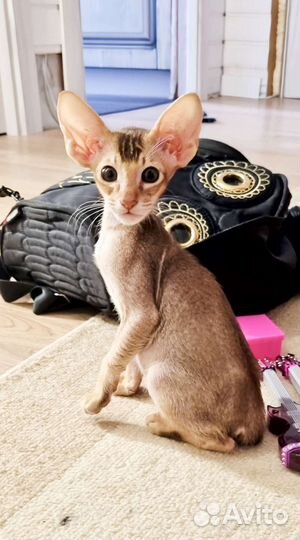 Восточные красавцы