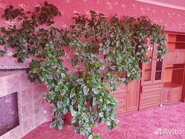 Домашний большой цветок - гибискус китайская роза