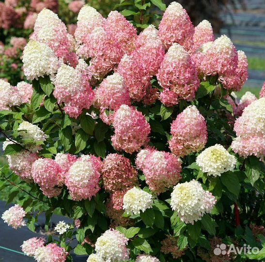 Гортензия окс оптом, европа
