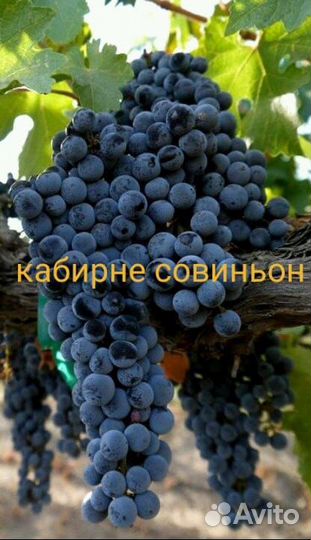 Саженцы винограда