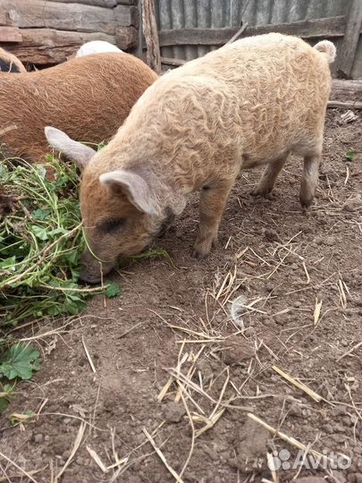 Свинки и кабанчики