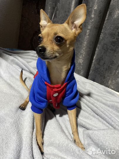 Русский той-терьер вязка