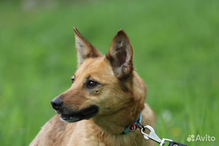 Собака Скалли