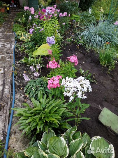 Многолетники, можжевельник,аралия манжурская