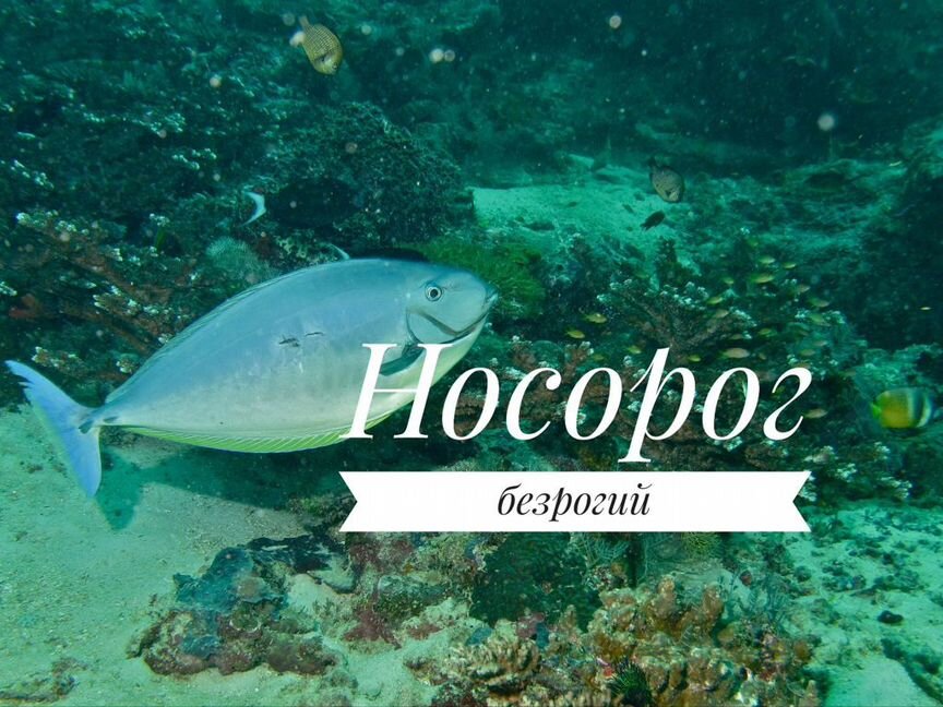 Носорог безрогий, XL (морская рыбка в наличии)