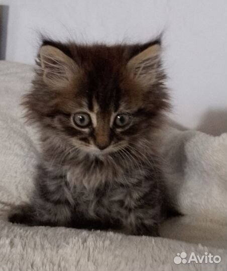 Шикарные котята