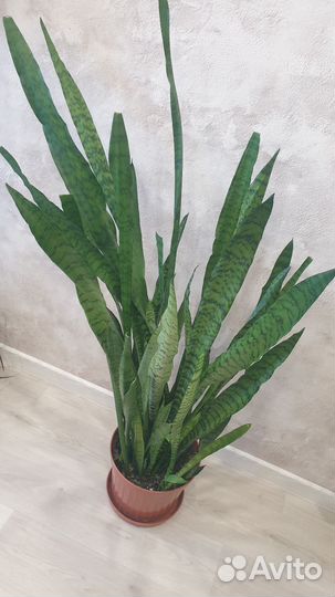 Комнатные растения