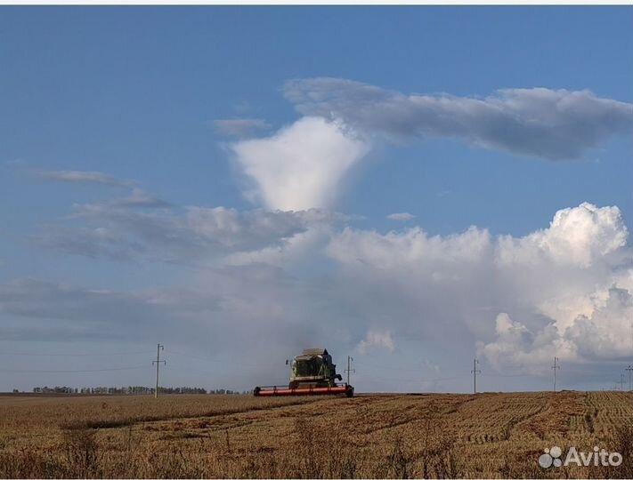 Зерно пшеница