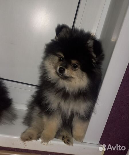 Щенок шпица