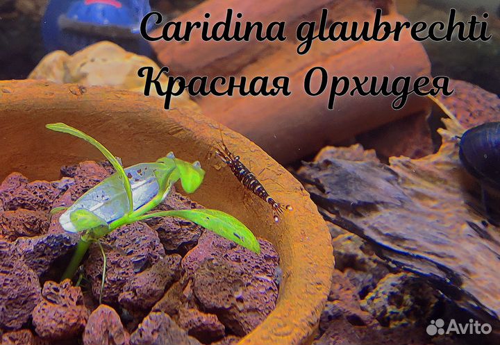 Аквариумные креветки / Aquarium shrimp