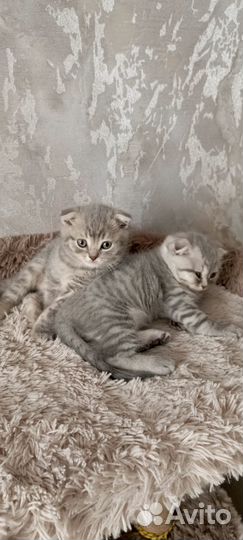 Британские вислоухие котята