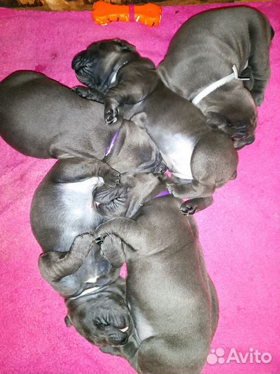 Щенки кане Корсо