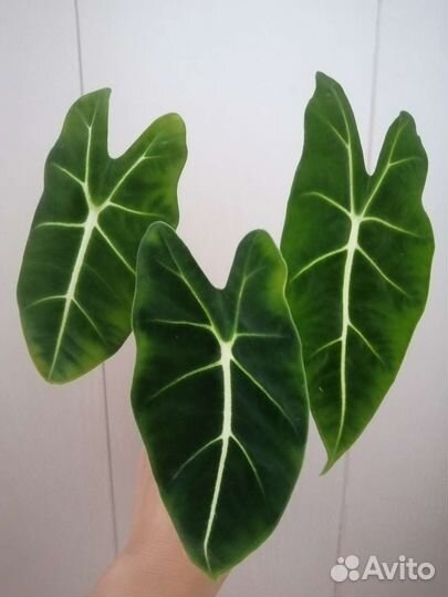 Алоказия Мишольца