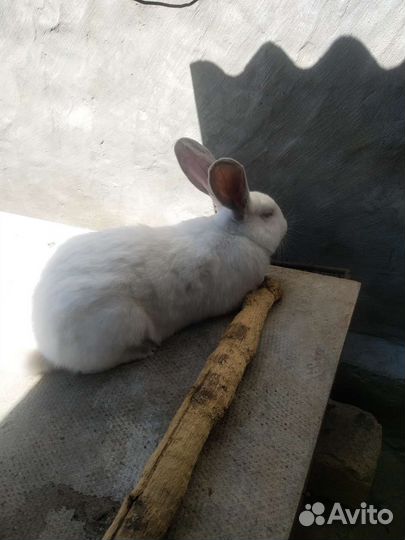 Кролик самец и самки