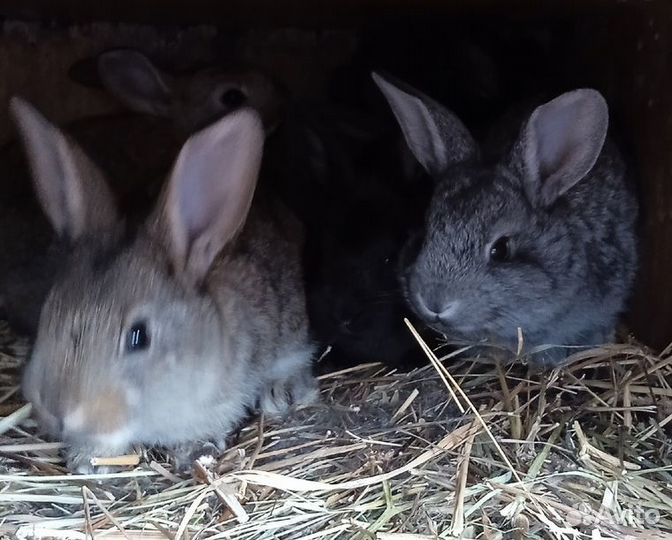 Кролики мясных пород