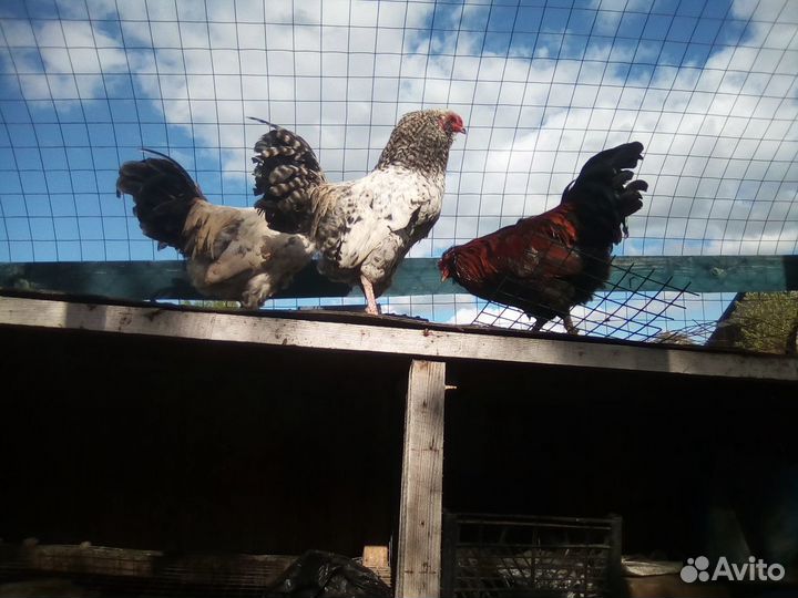 Молодые петушки