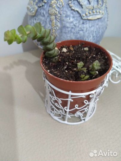 Суккуленты