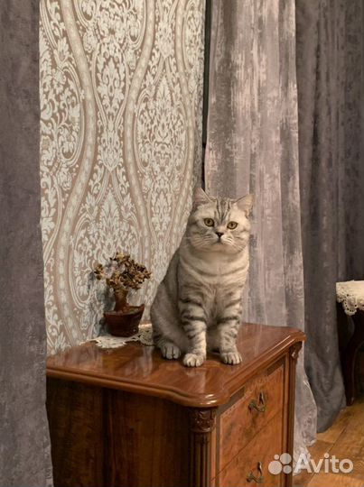 Кот Бакс шотландец вязка