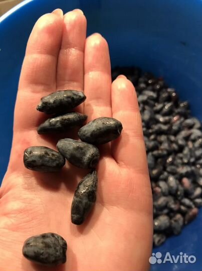 Ягода протертая, варенье урожай 2023