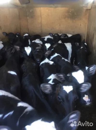 Телята бычки