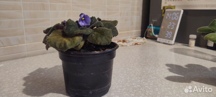 Фиалки цветущие в горшке