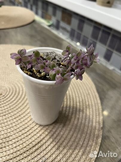 Каллизия пинк леди