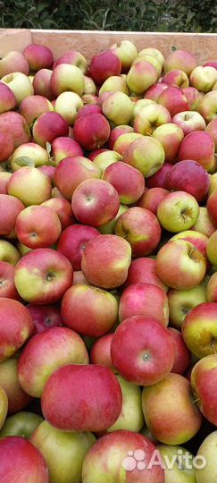 Яблоки Айдаред