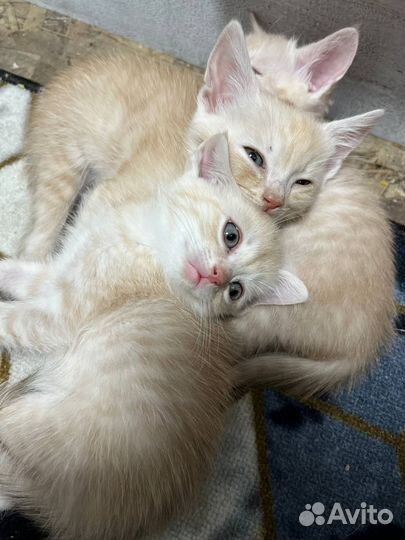 Котята в добрые руки мальчики