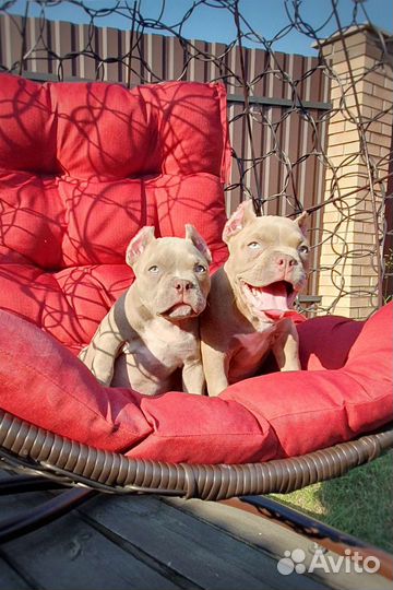 Американский булли лиловые и голубые