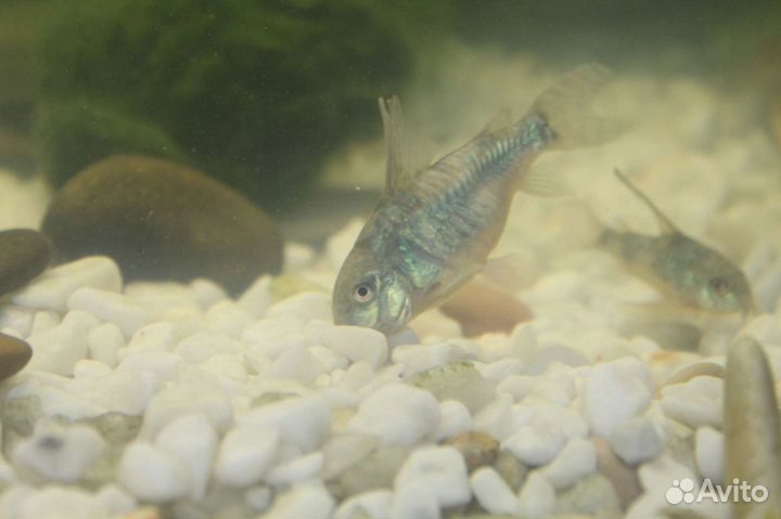 Анубиасы и коридорасы (крапчатые, панды)