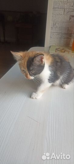 Котята в добрые руки бесплатно