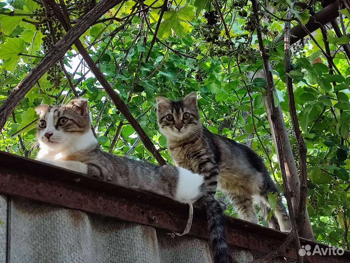 Кошки в добрые руки. Возраст 4месяца