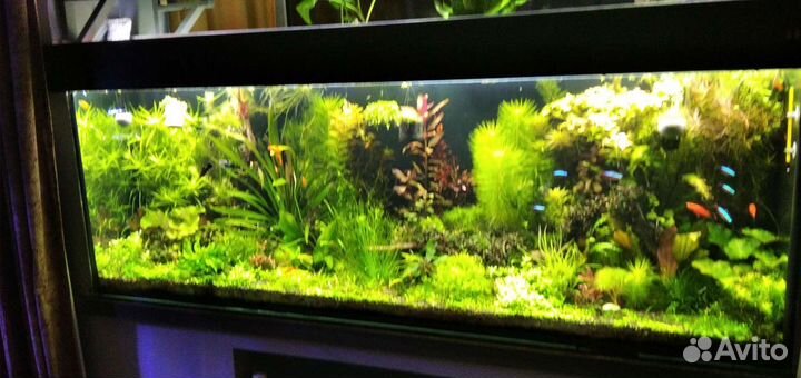 Аквариумные растения после прополки