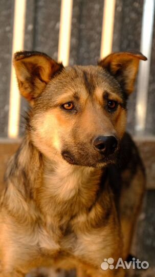 Ян ищет дом