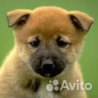 Ветеринарный врач (вызов на дом)