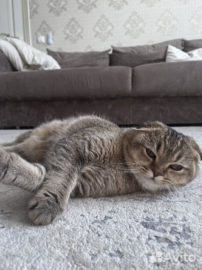 Вязка кошек