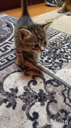 Котята