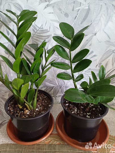 Замиокулькас Мидори Азия