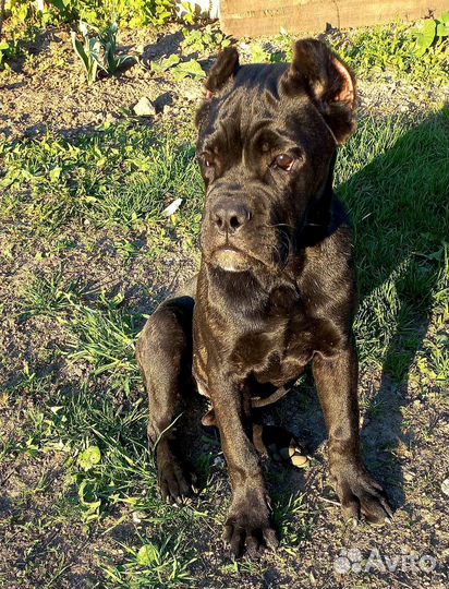 Щенки кане корсо(девочка)